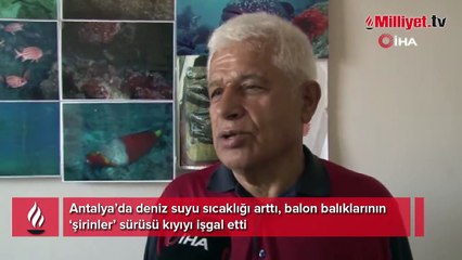 Balon balıklarının ‘şirinler’ sürüsü kıyıyı işgal etti