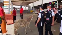 Mengunjungi Pasar An'am Mekkah, Pusat Berburu Kambing