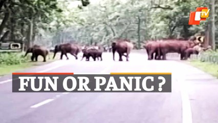 Large Elephant Herd Captured Crossing NH In Mayurbhanj