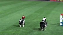 Monkey Cowboy | Monkey Riding Dog Rodeo Act