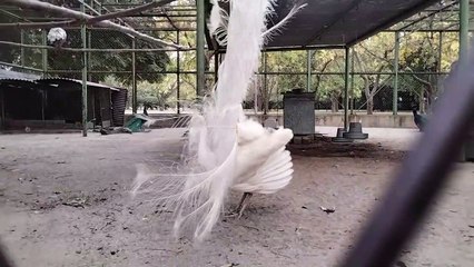 Peacock Bird Voice Sound Effect Video By Kingdom Of Awais