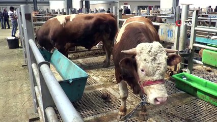 Tam 57 bin tl: Bu kurbanlığı alan resmen yaşadı