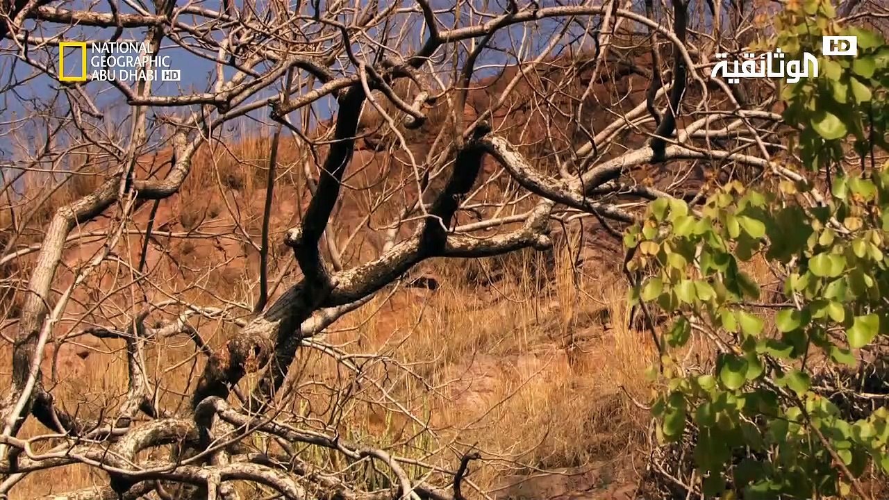 وثائقي | القدرة على التحمل