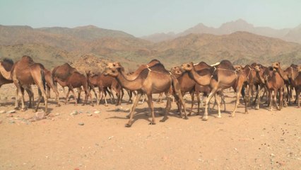 الجزيرة تقتفي سيرة الهجرة الشريفة.. لقاء الرسول بسُراقة بن مالك