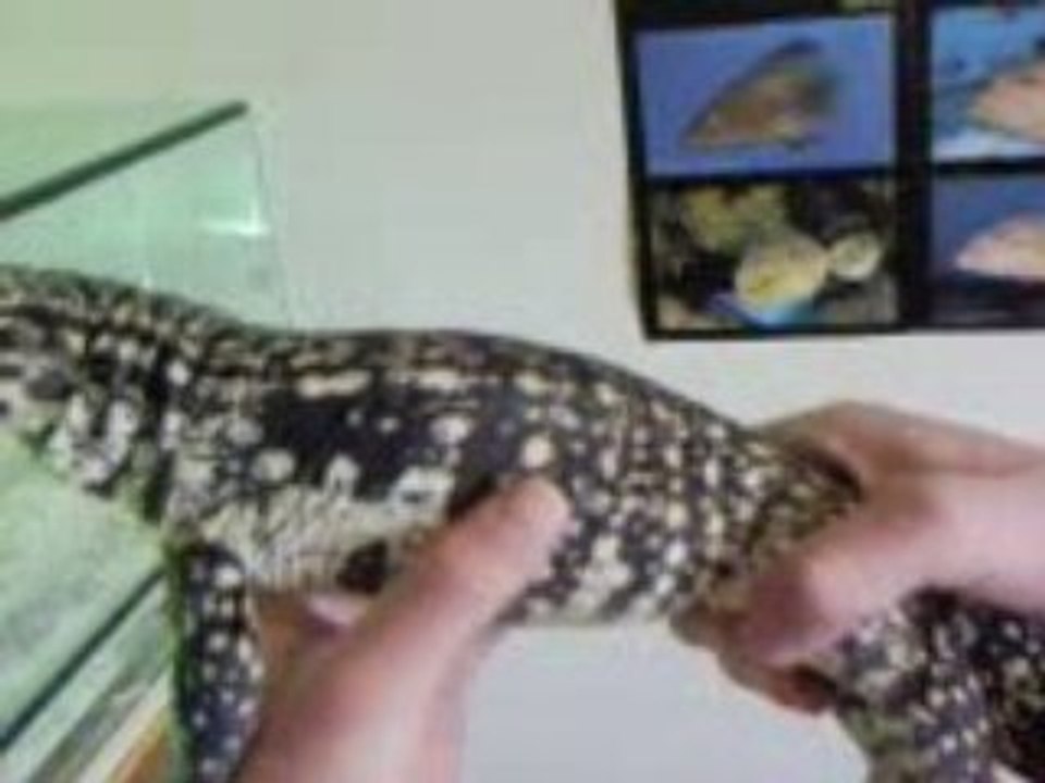 tupinambis