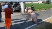 Ravenna, maiali in fuga nei campi dopo l'incidente. Il video