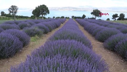 GÖL MANZARALI LAVANTA BAHÇESİ HAYRAN BIRAKIYOR