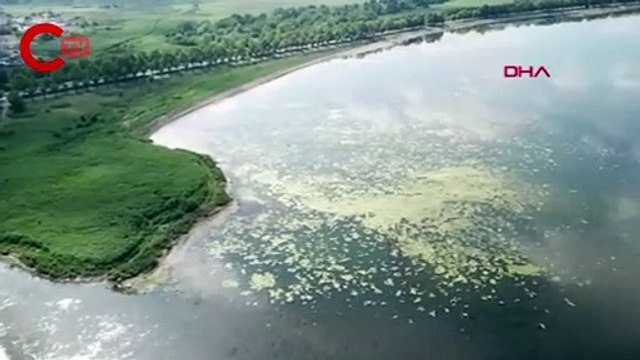 İzmit Körfezi yosunlarla kaplandı