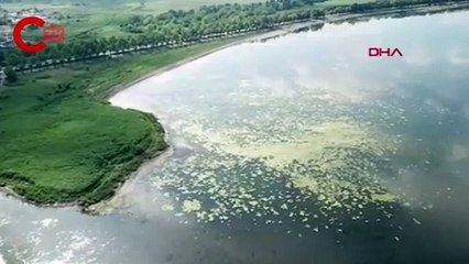 İzmit Körfezi yosunlarla kaplandı