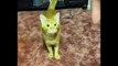 Funniest Cats  - Laugh non-stop with these funny cats   - Johnny Catsville