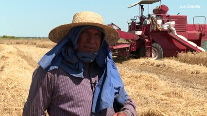 الحرب في أوكرانيا تدفع تونس إلى التعويل على إنتاجها المحلي من القمح الصلب