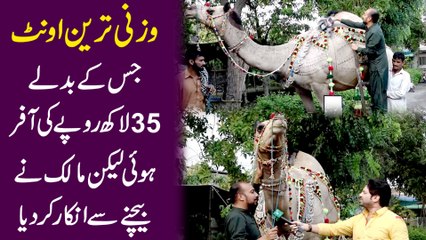 Wazni tareen uunt jiskay badlay 35 lakh ropay ki offer hoi likin malik ne bechnay se inkaar kar dia