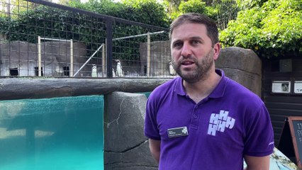 Meet one of the oldest penguins in the world who celebrated her 31st birthday at Harewood House