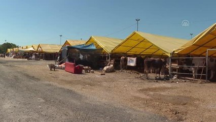 Bahçelievler'deki pazarda besiciler büyükbaş kurbanlıkların çoğunu sattı