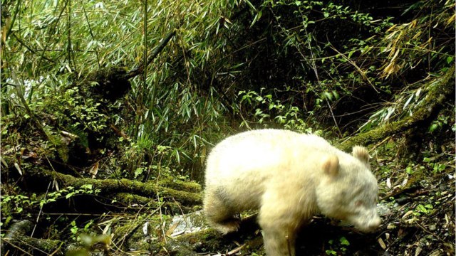 Discovery of Panda fossils explains why they’re vegan