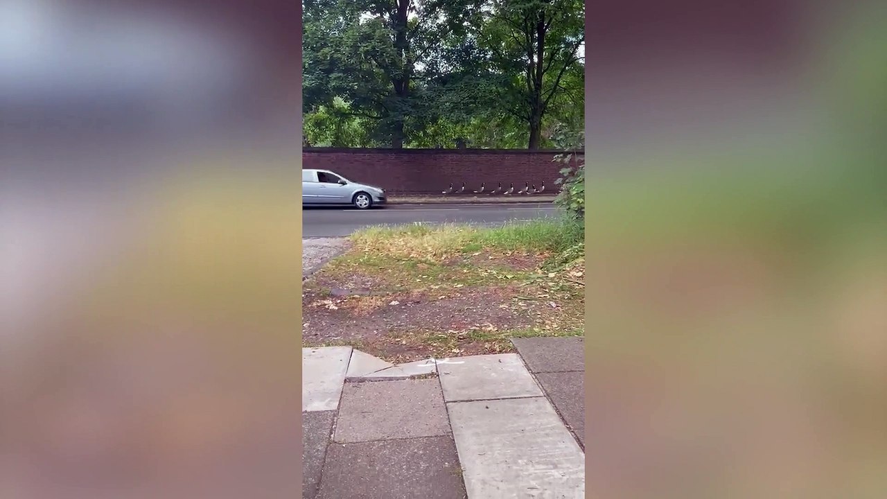 Goose chase! Amazing footage of animal lover us...