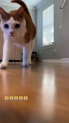 Unbelievable!!! Funny cat Videos Try Not To Laugh