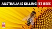 Australia Is Killing Millions Of Bees To Save Its Honey Industry