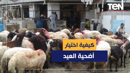 كيفية اختيار أضحية العيد