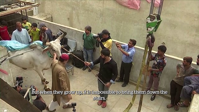 Crowds gather to watch sacrificial cattle lowered from rooftop in Karachi, Pakistan ahead of Eid al-Adha celebrations