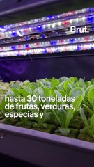 Estos jóvenes convierten un parking abandonado en una granja urbana