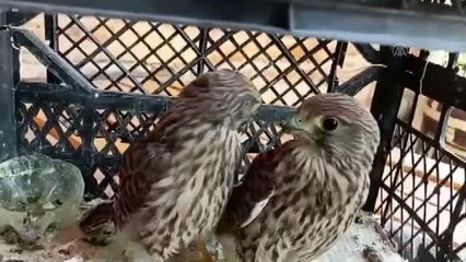 Sıcaktan bitkin düşen kerkenez yavruları tedaviye alındı