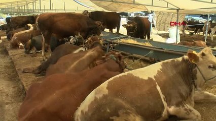 İZMİR'DE EHİL OLMADIĞI HALDE KURBAN KESENE 1300 TL PARA CEZASI KESİLECEK