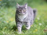 Katze widersetzt sich Ausgangssperre: Besitzer muss 500 Euro blechen