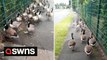 Animal lover spends more than two hours ushering 40 GEESE to safety after spotting them along busy street