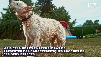 Un fossile de chien-ours carnivore découvert en France