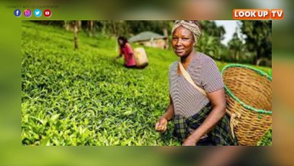 More bonus for tea farmers.