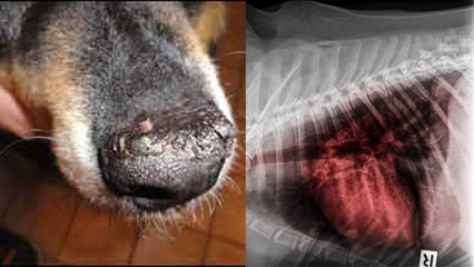 Video herunterladen: Dog Cancer Symptoms in Hindi: पालतू कुत्ते को कैंसर होने पर क्या करें |Boldsky*Health