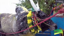 Parithabangal Team Jallikattu Visit _ Parithabangal Vlogs _ Ft Varun _ Gosu _ Dravid