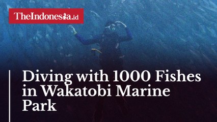 Diving with 1000 Fishes in Wakatobi Marine Park