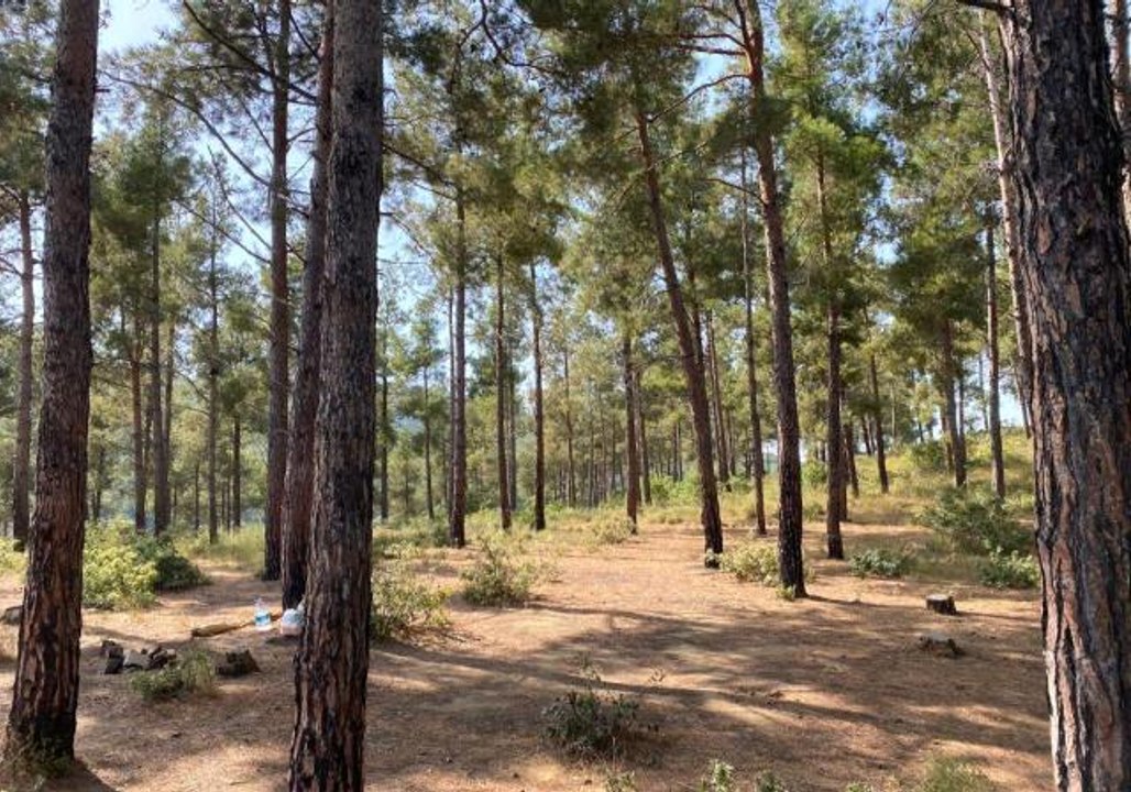 Son dakika haberleri... Tekirdağ'da piknik yaparken ormanı yakan 3 kişi tutuklandı
