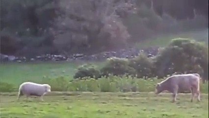 Kızgın koç, inek karşısında metrelerce gerilip pozisyon aldı! Sonra olanlar ise tık rekoru kırdı