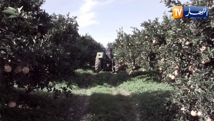 عندما يشفع التاريخ..هكذا أغاثت الجزائر شعوب أورويا الجائعة