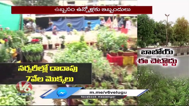 Special Report _ Experts Alert On Conocarpus Plant In Haritha Haram Programme Telangana V6 News (1)