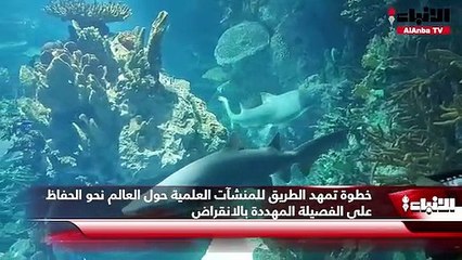 إنجاز بيئي عالمي للمركز العلمي.. سمكة قرش النمر تنجب مولودين