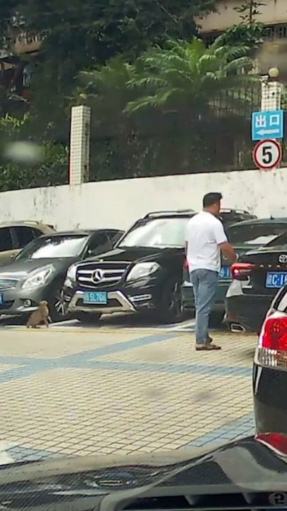 Ce chat rate son saut à cause d'une voiture trop lustrée... ridicule