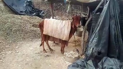 FMD Campaign-पशुओं को रोगों से बचाने की कवायद