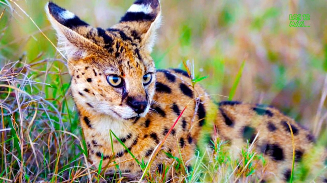 animales hibridos que no conocias