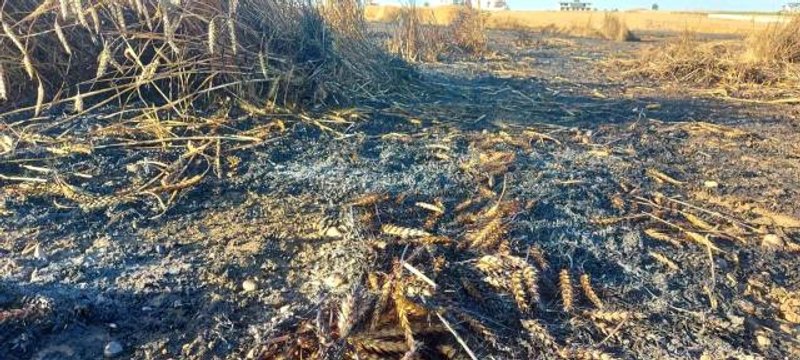 Silivri'de buğday tarlası alev alev yandı