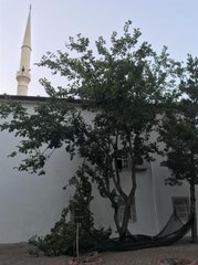 Ağaçtan düşen kişi öldü