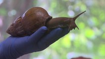 Giant invasive snail detected in Florida