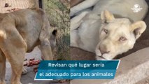 Animales maltratados en Black Jaguar-White Tiger serán recibidos en zoológicos