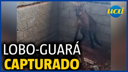 Lobo-guará é resgatado por bombeiros em Alfenas