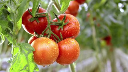 Download Video: 10 Essential Tips for Growing Tomato Plants in Pots