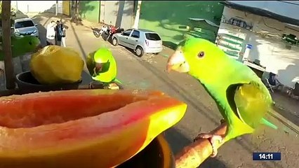 Crean resort al aire libre para aves en Brasil