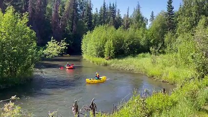 Close Encounter With Moose While Rafting
